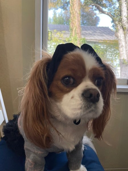 画像5: 8まきイヤーバンド【ノワール】 (5)