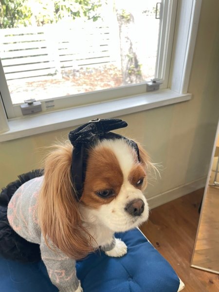 画像7: 8まきイヤーバンド【ノワール】 (7)