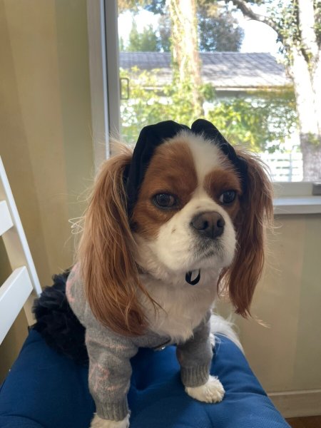 画像4: 8まきイヤーバンド【ノワール】 (4)