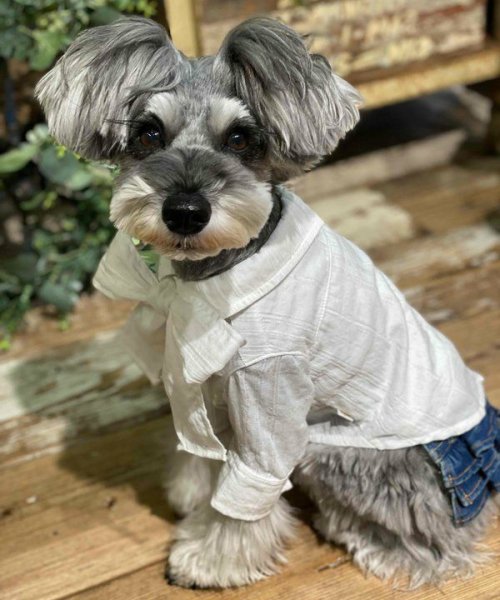 画像2:  【10%OFF】 【as know as de wan】NリボンボウタイSH (2)