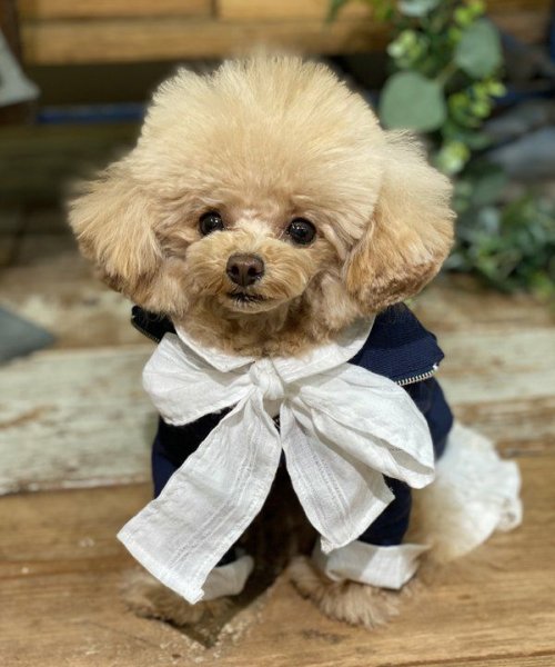 画像6:  【10%OFF】 【as know as de wan】NリボンボウタイSH (6)