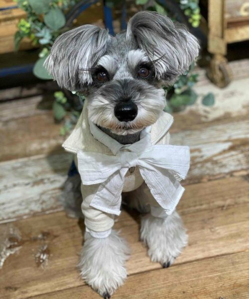 画像3:  【10%OFF】 【as know as de wan】NリボンボウタイSH (3)