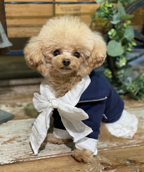 画像7:  【10%OFF】 【as know as de wan】NリボンボウタイSH (7)