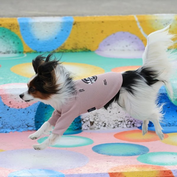 画像10:  【アルファアイコン】 ドライニットティー(2025年モデル) (10)