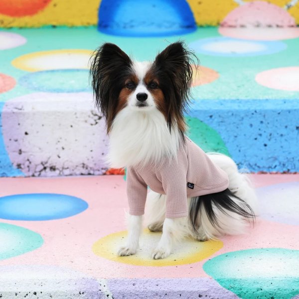 画像6:  【アルファアイコン】 ドライニットティー(2025年モデル) (6)