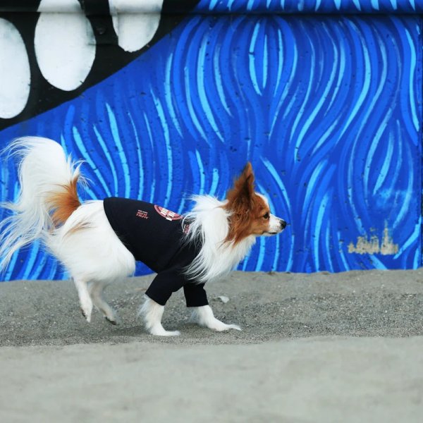 画像9:  【アルファアイコン】 ドライニットティー(2025年モデル) (9)