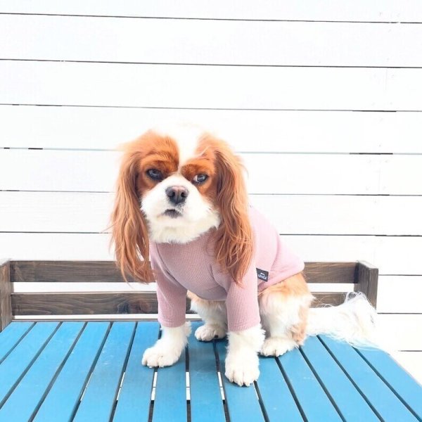 画像15:  【アルファアイコン】 ドライニットティー(2025年モデル) (15)