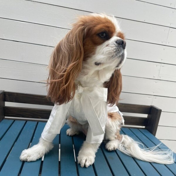 画像10:  【10%OFF】 【as know as de wan】NリボンボウタイSH (10)