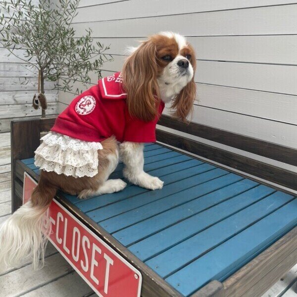 画像14:  【10％OFF】 【as know as de wan】ＮマリンセーラーPK (14)