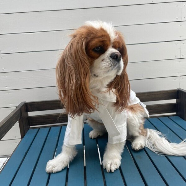 画像11:  【10%OFF】 【as know as de wan】NリボンボウタイSH (11)