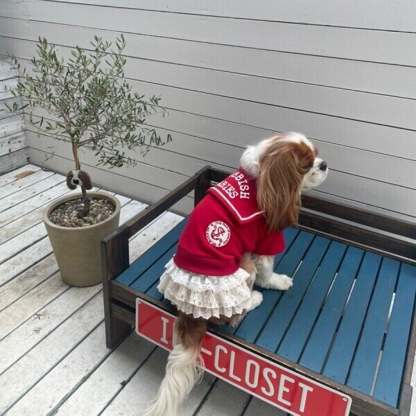 画像13:  【10％OFF】 【as know as de wan】ＮマリンセーラーPK (13)