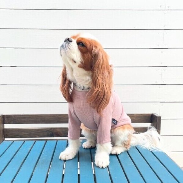 画像16:  【アルファアイコン】 ドライニットティー(2025年モデル) (16)