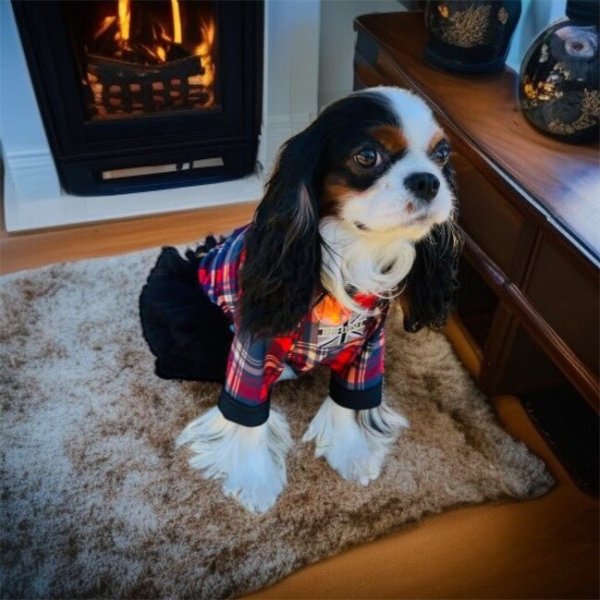 画像6:  30％OFF 【CAVA TEE】GREAT HOLIDAY（グレイトホリデー） (6)