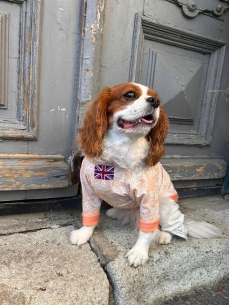 画像2:  30％OFF 【CAVA TEE】Orange Embroidery（オレンジエンブロイダリー） (2)