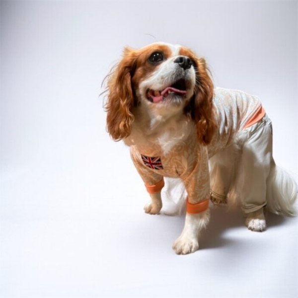 画像4:  30％OFF 【CAVA TEE】Orange Embroidery（オレンジエンブロイダリー） (4)