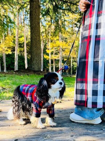 画像3:  30％OFF 【CAVA TEE】GREAT HOLIDAY（グレイトホリデー） (3)