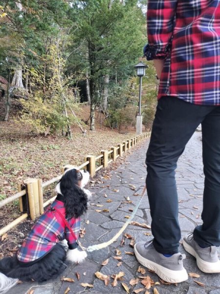 画像2:  30％OFF 【CAVA TEE】GREAT HOLIDAY（グレイトホリデー） (2)