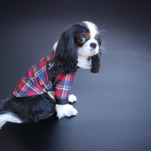 画像5:  30％OFF 【CAVA TEE】GREAT HOLIDAY（グレイトホリデー） (5)