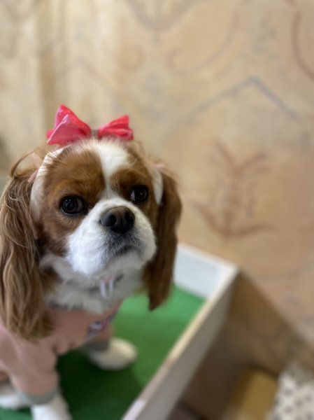 画像7: ８まきイヤーバンド【スター】 (7)