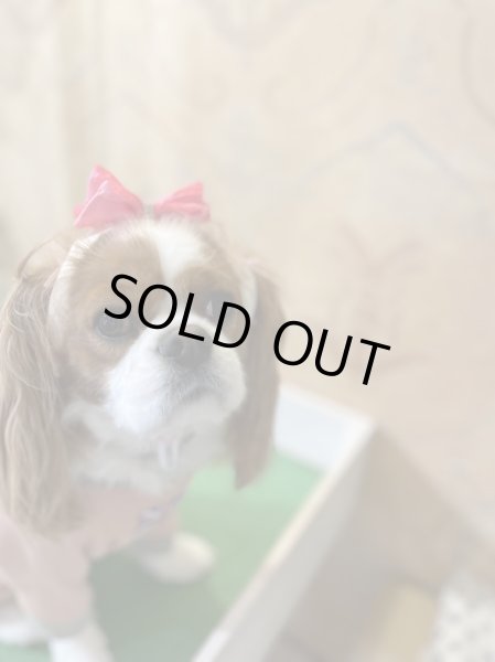 画像7: ８まきイヤーバンド【ネイビーチェック】 (7)