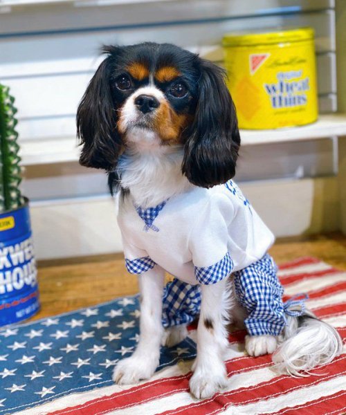 画像9:  【10％OFF】 【as know as de wan】Ｎ 2wayギンガムPT (9)