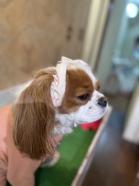 画像4: ８まきイヤーバンド【スター】 (4)