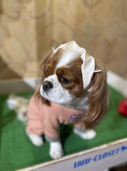 画像5: ８まきイヤーバンド【スター】 (5)