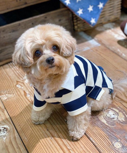 画像3:  【10％OFF】 【as know as de wan】Ｎアズベアラガー☆ポロ (3)