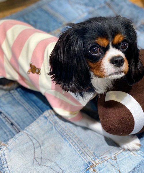 画像14:  【10％OFF】 【as know as de wan】Ｎアズベアラガー☆ポロ (14)