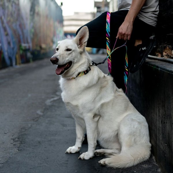 画像25: 【リード】WOLF GANG /Fuzzy Tails LEASH (25)