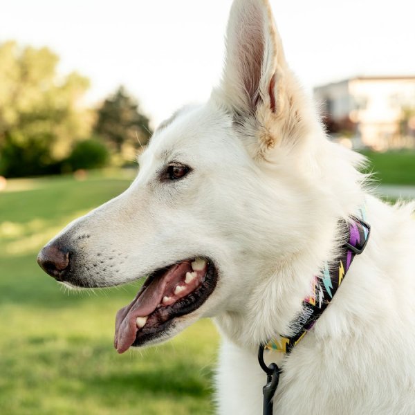 画像21: 【リード】WOLF GANG /Fuzzy Tails LEASH (21)