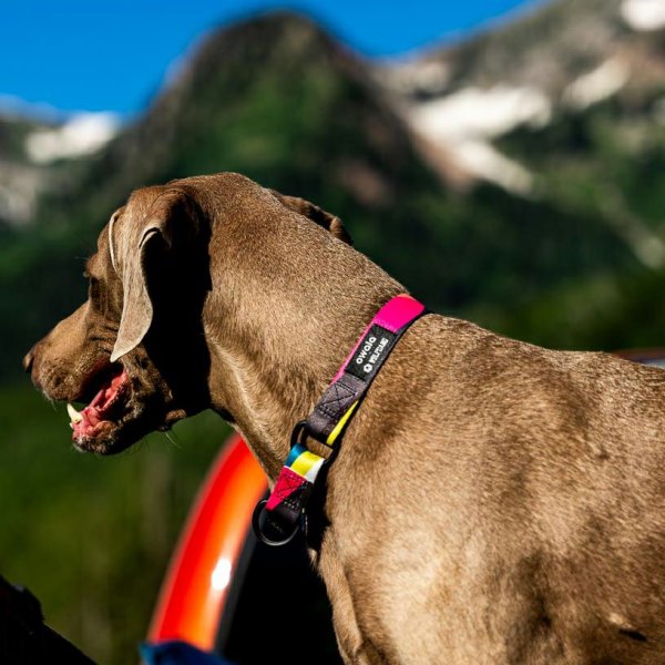 画像13: 【リード】WOLF GANG /Bone Yard LEASH (13)