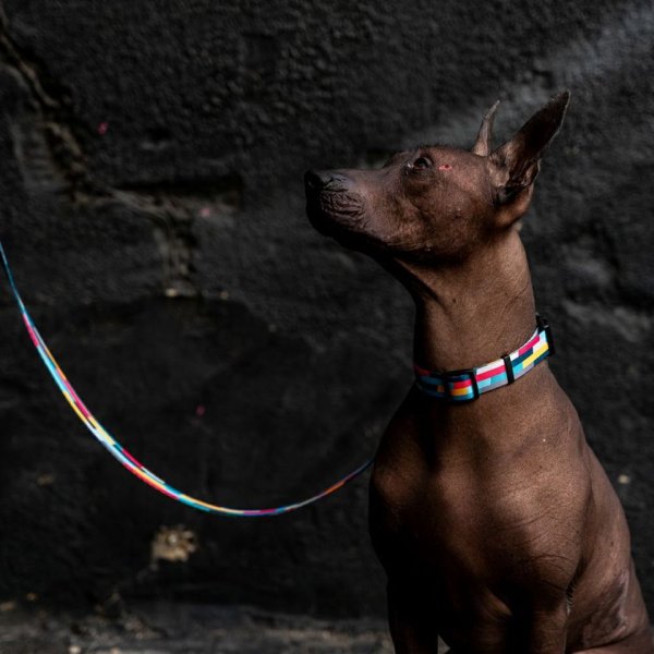 画像6: 【リード】WOLF GANG /Mix Tape LEASH (6)