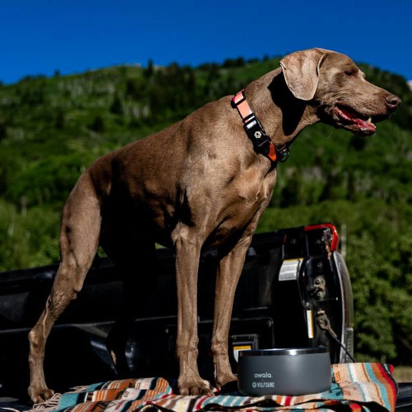 画像7: 【リード】WOLF GANG /Bone Yard LEASH (7)