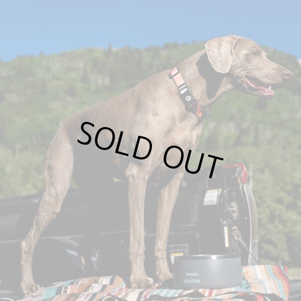 画像12: 【首輪】WOLF GANG /Bone Yard COLLAR (12)