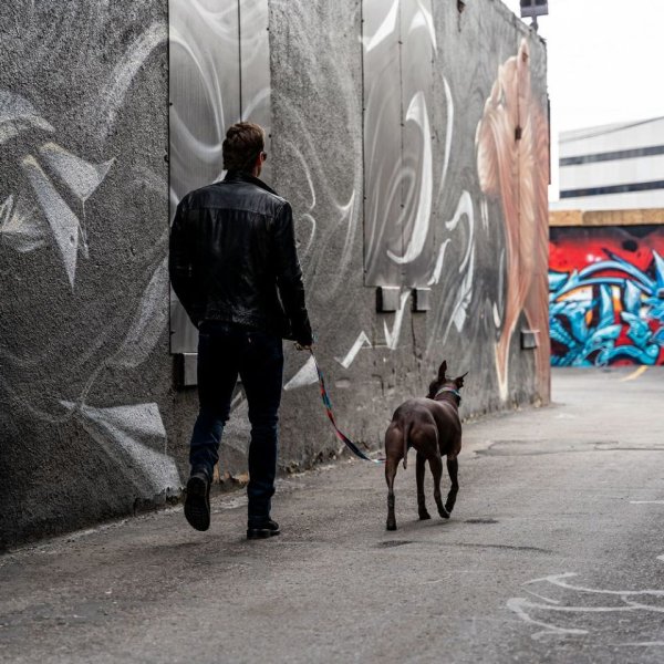 画像17: 【リード】WOLF GANG /Mix Tape LEASH (17)