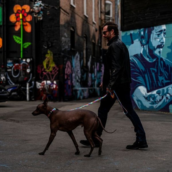 画像10: 【リード】WOLF GANG /Mix Tape LEASH (10)