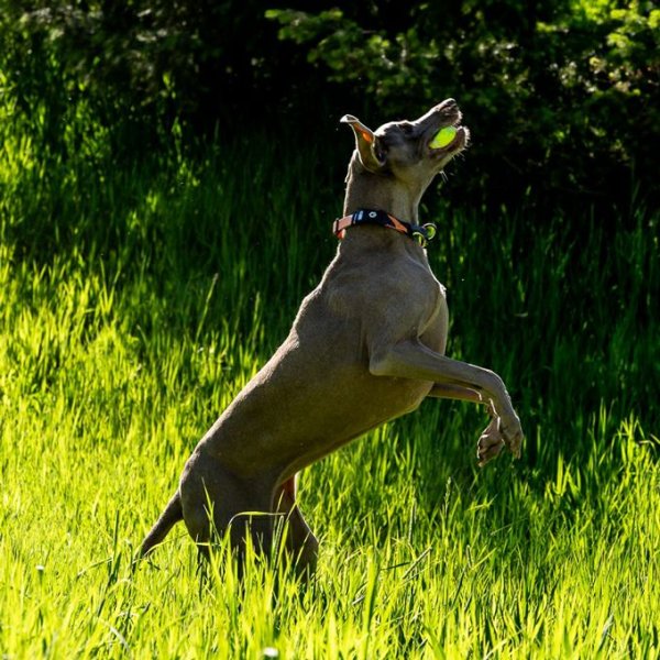 画像10: 【リード】WOLF GANG /Bone Yard LEASH (10)