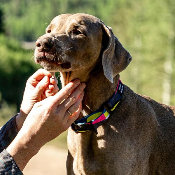 画像14: 【リード】WOLF GANG /Bone Yard LEASH (14)