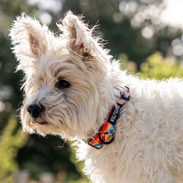 画像18: 【首輪】WOLF GANG /Mountain Vibes COLLAR (18)