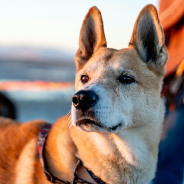 画像6: 【リード】WOLF GANG /Sand Flats LEASH (6)