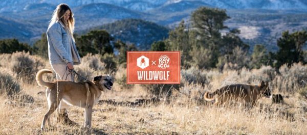 画像3: 【首輪】WOLF GANG /Wild Wolf COLLAR (3)