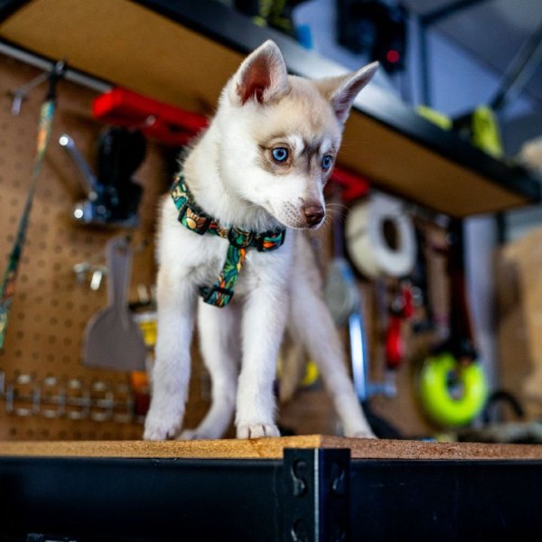 画像8: 【首輪】WOLF GANG /Wild Wolf COLLAR (8)