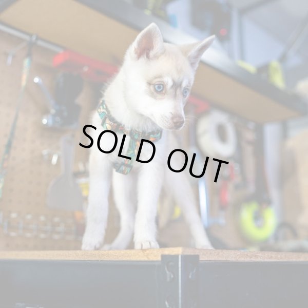 画像8: 【首輪】WOLF GANG /Wild Wolf COLLAR (8)