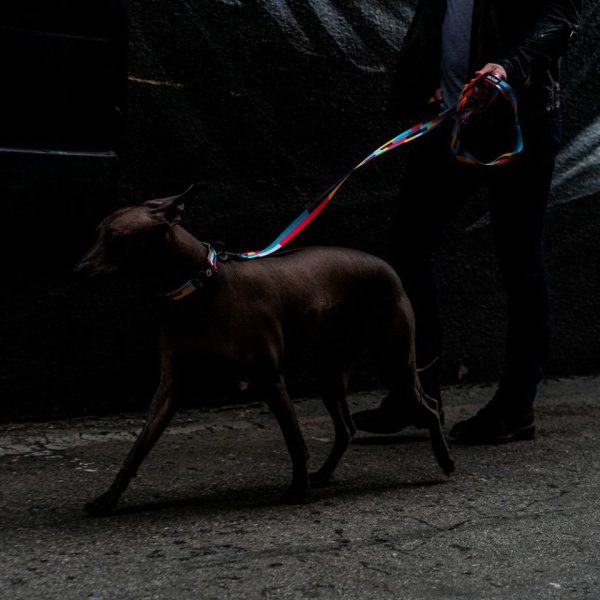 画像13: 【リード】WOLF GANG /Mix Tape LEASH (13)