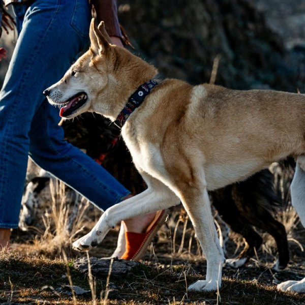 画像7: 【リード】WOLF GANG /Sand Flats LEASH (7)