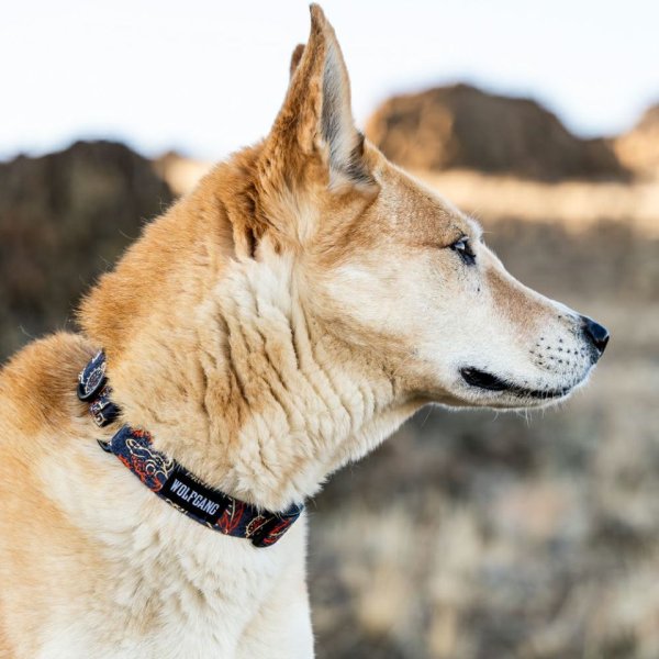 画像17: 【リード】WOLF GANG /Sand Flats LEASH (17)