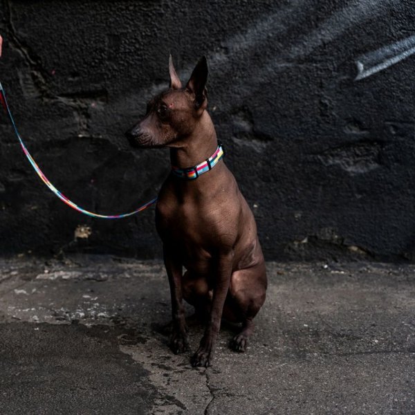 画像5: 【リード】WOLF GANG /Mix Tape LEASH (5)