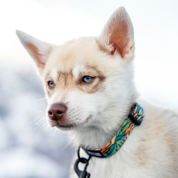 画像10: 【首輪】WOLF GANG /Wild Wolf COLLAR (10)