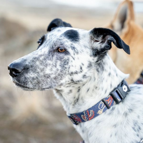 画像12: 【リード】WOLF GANG /Sand Flats LEASH (12)